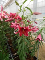 [5306 Sumatra No02.JPG]